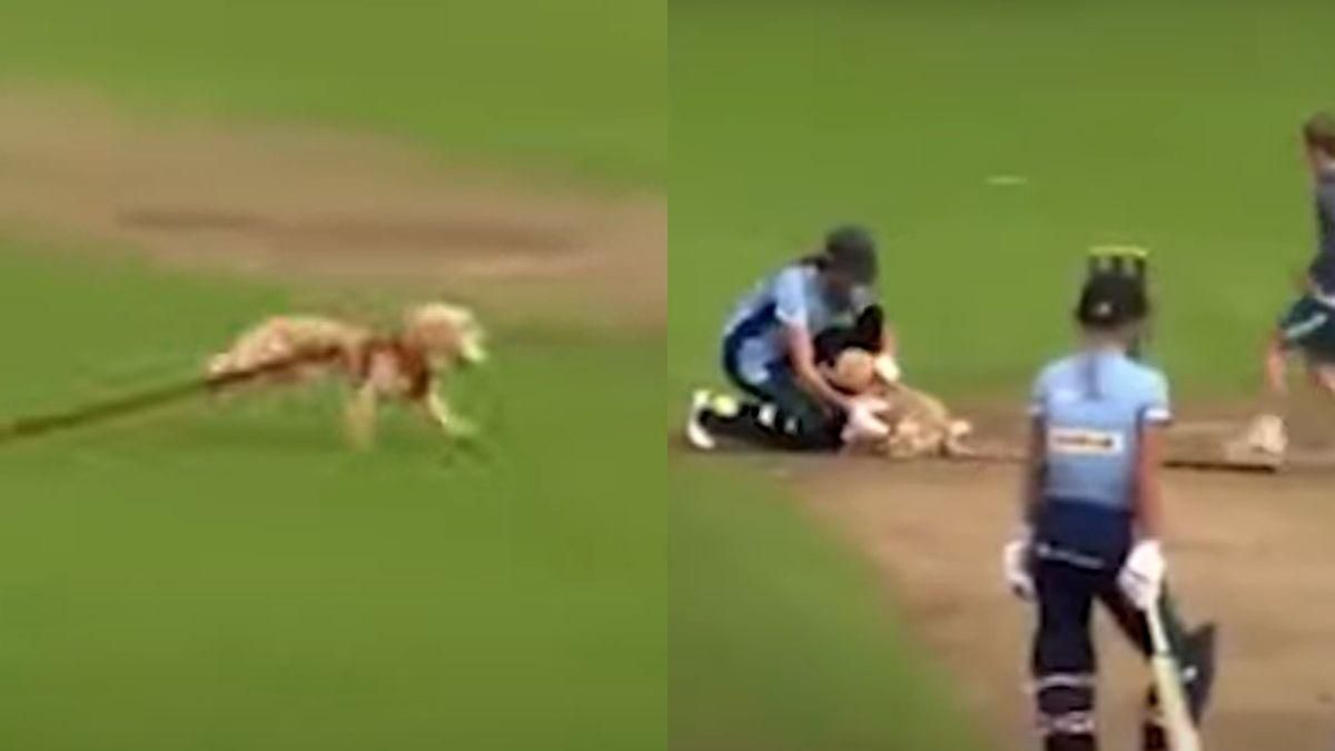 В Британии пес выбежал на поле для крокета и украл мяч: курьезное видео - Pets