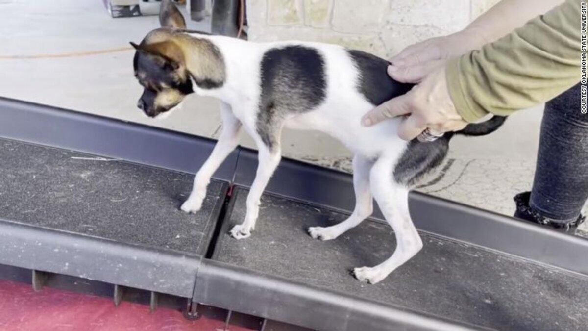 Щенка с лапами "наоборот" прооперировали и он учится ходить: детали щемящей истории - Pets Щенка с лапами "наоборот" прооперировали и он учится ходить: детали щемящей истории - Pets