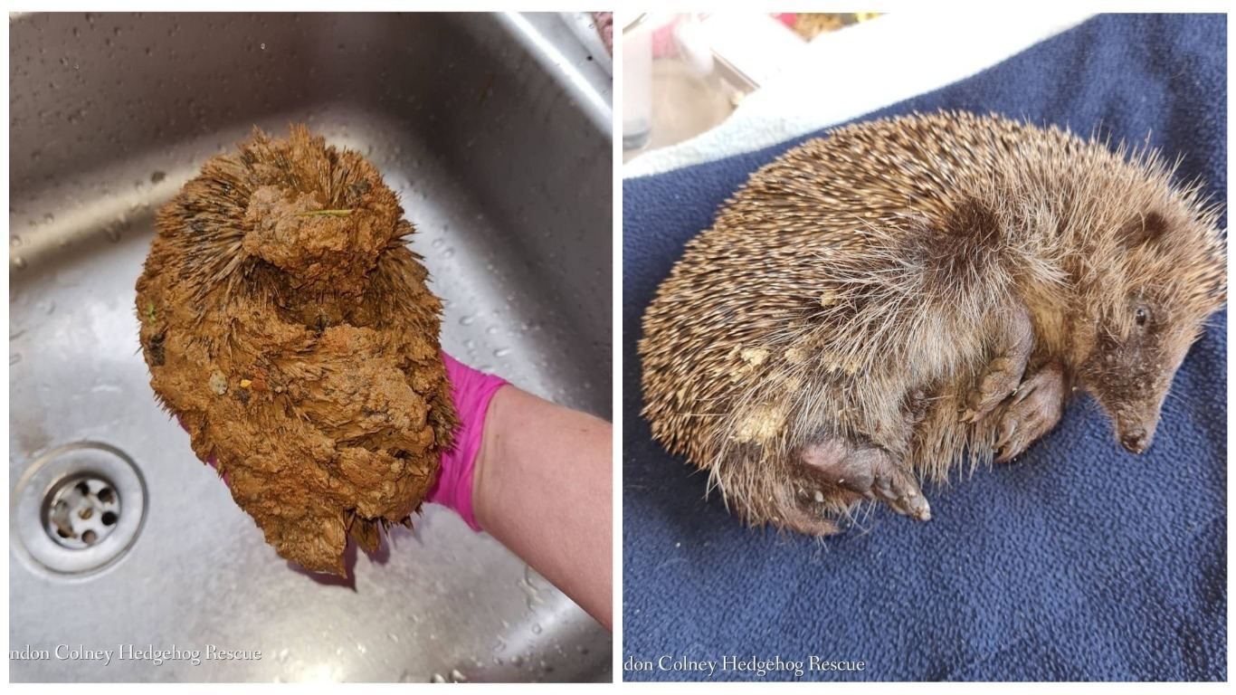 Їжачок впав у траншею і став твердим шматком глини: як його рятували - Pets Їжачок впав у траншею і став твердим шматком глини: як його рятували - Pets