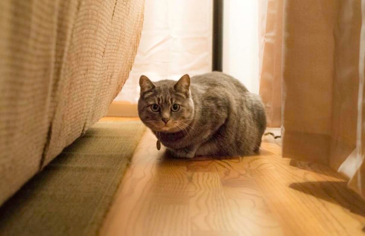 Як допомогти коту пристосуватися у новому домі після переїзду - Pets Як допомогти коту пристосуватися у новому домі після переїзду - Pets
