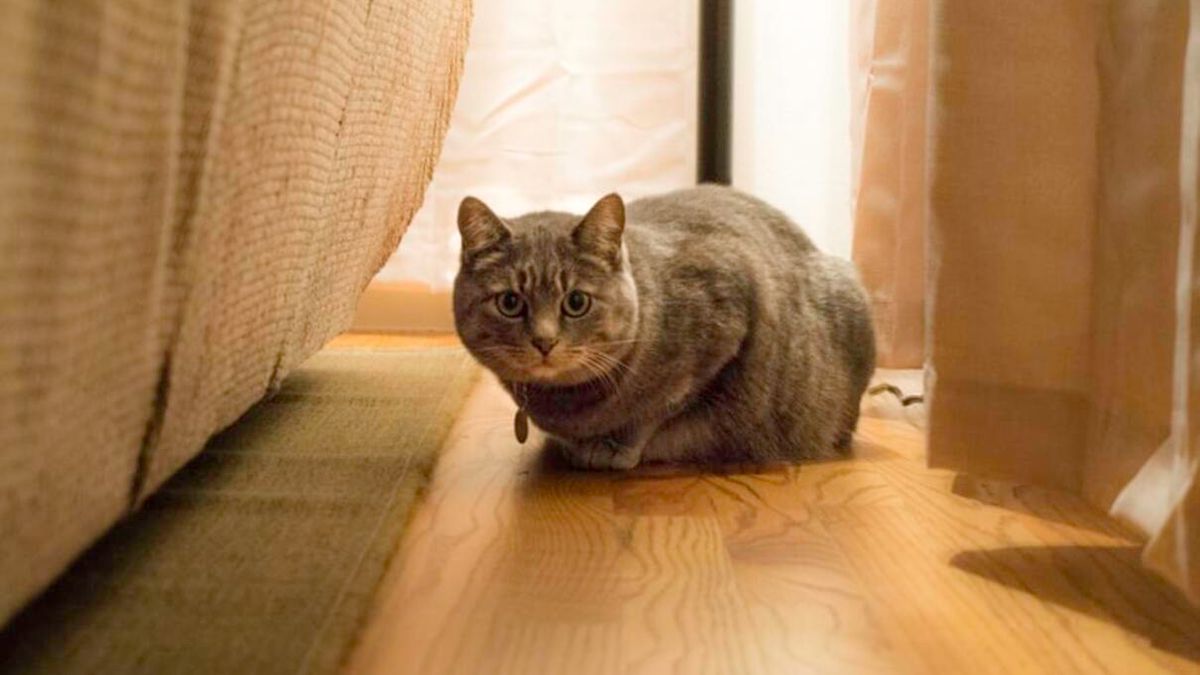 Как помочь коту приспособиться в новом доме после переезда - Pets