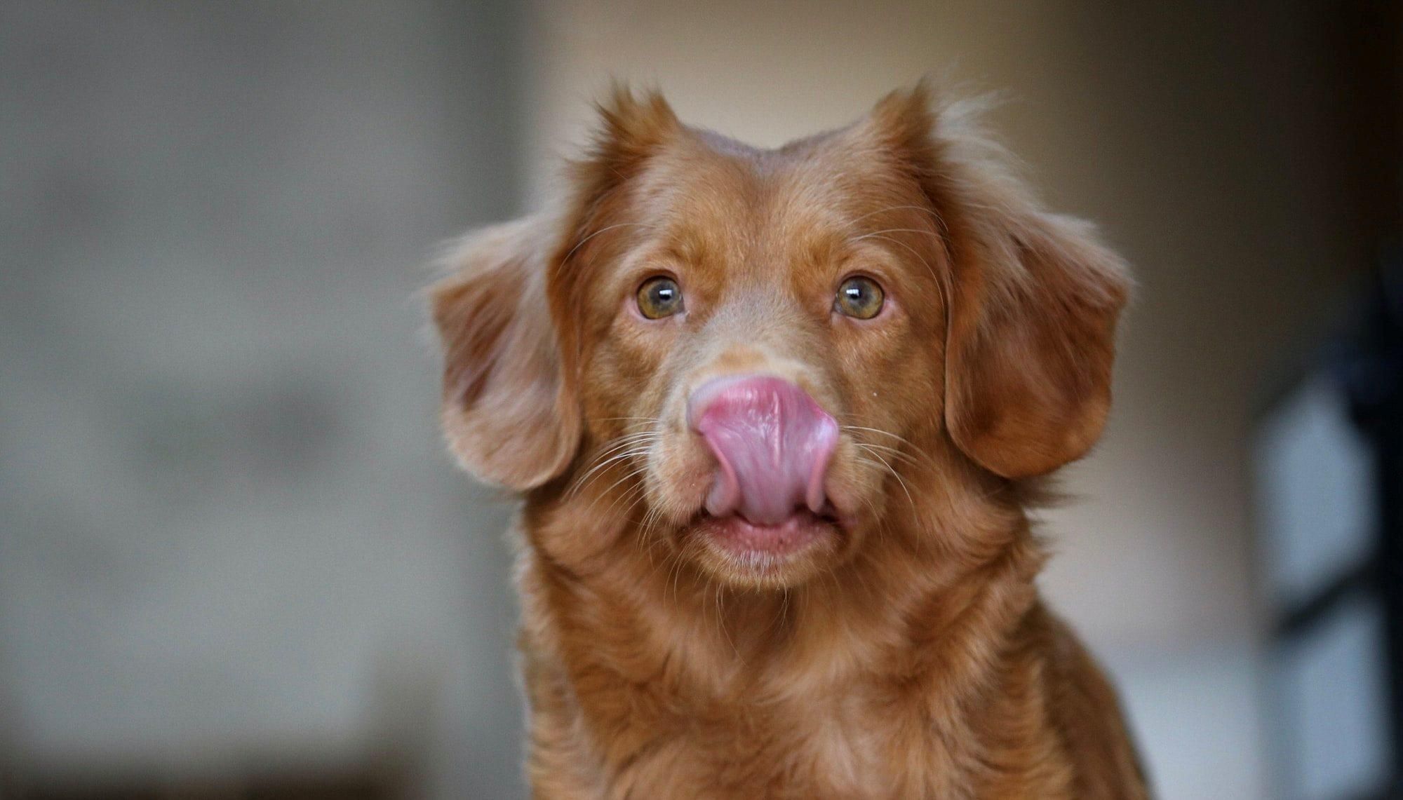 Чому собаки люблять все облизувати: 6 цікавих причин - Pets Чому собаки люблять все облизувати: 6 цікавих причин - Pets