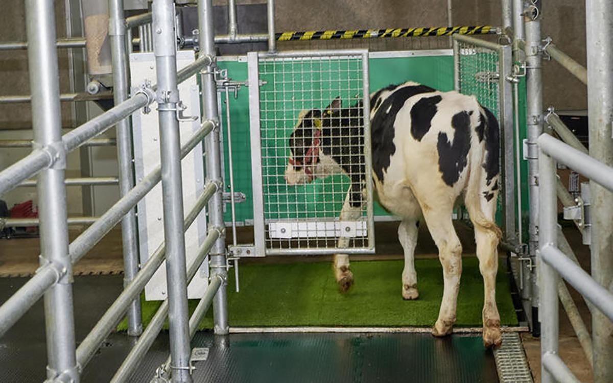 В Германии ученые научили коров пользоваться уборной