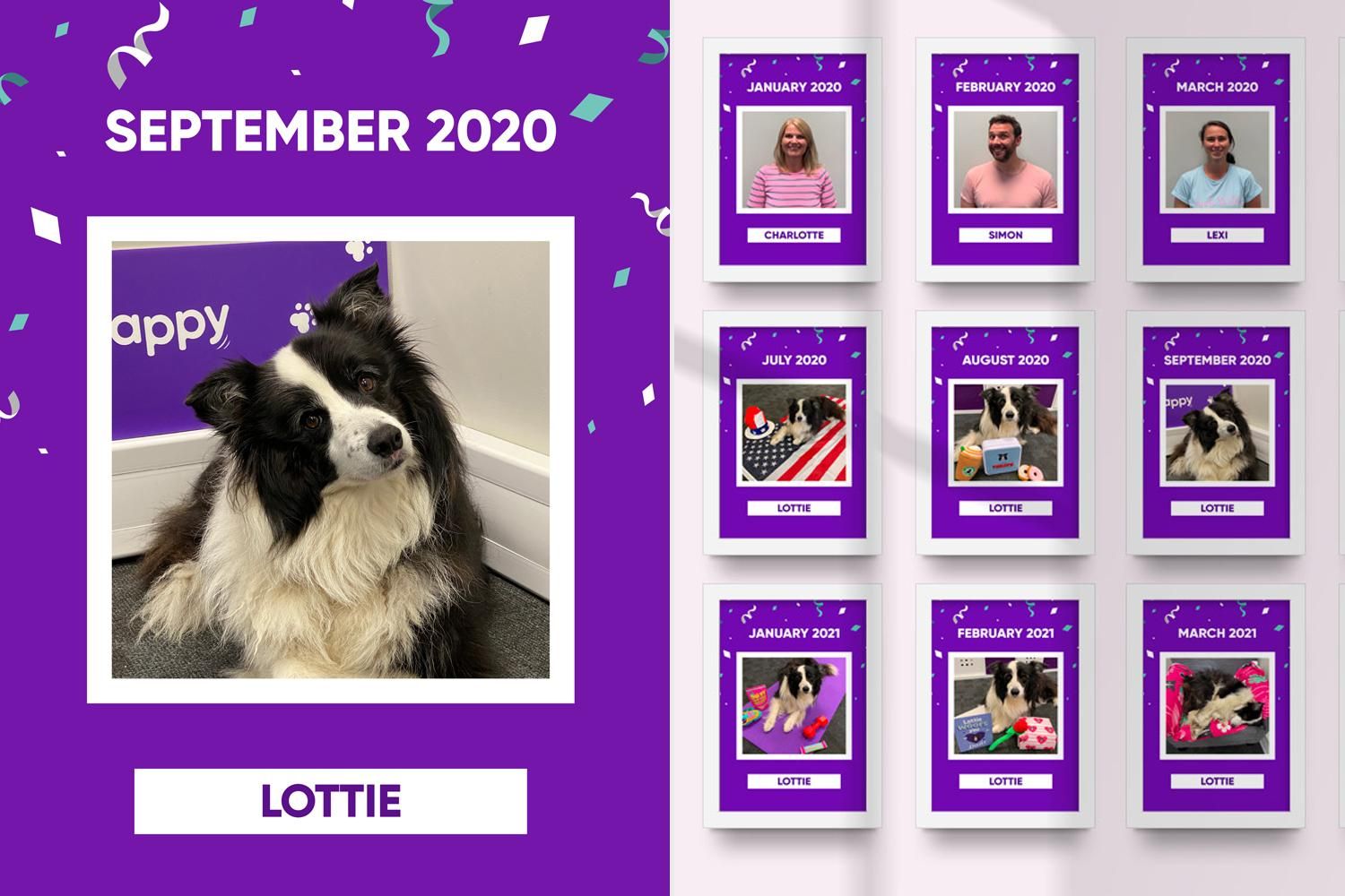 Во время пандемии пес 15 раз становился работником месяца - Pets Во время пандемии пес 15 раз становился работником месяца - Pets