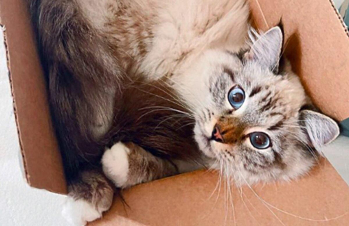 Коты в коробках, которые стали звездами инстаграма: 10 веселых фото - Pets