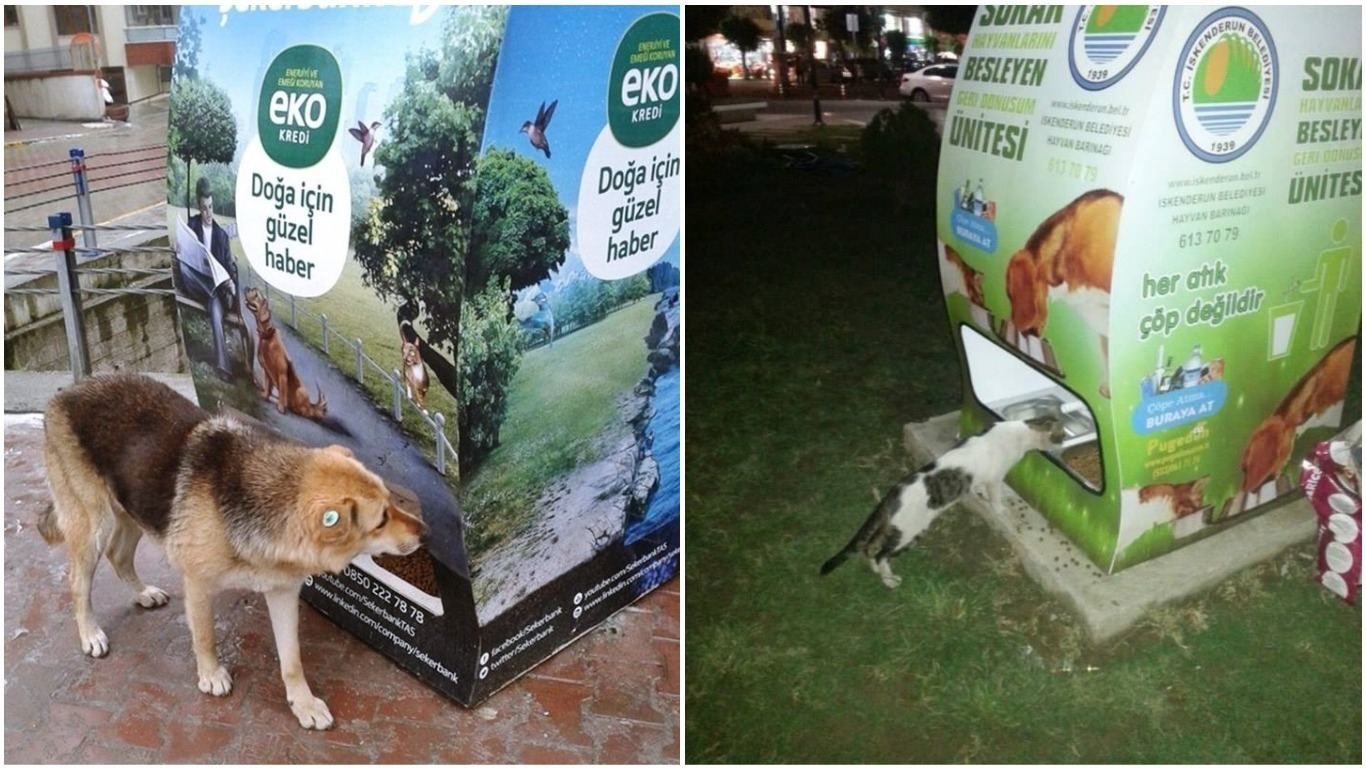 Корм в обмен на бутылку: как в Стамбуле заботятся о бездомных животных - Pets