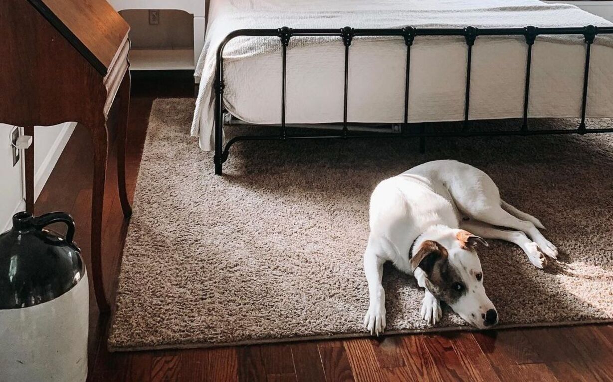 Песик перевіряє сон своєї родини, поки вона спить: наймиліше відео дня - Pets Песик перевіряє сон своєї родини, поки вона спить: наймиліше відео дня - Pets