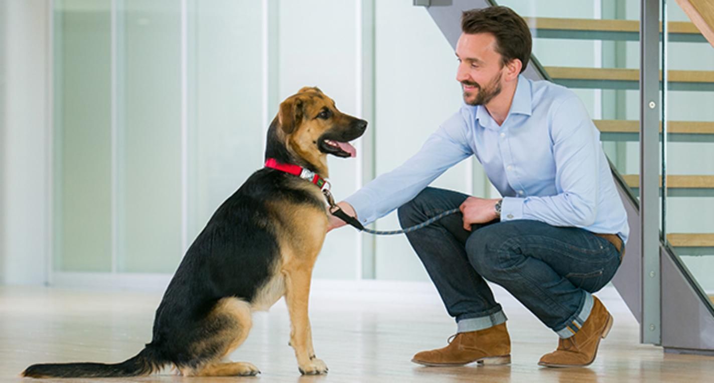 Какие преимущества присутствия любимцев на работе и как это удается в офисах Purina® - Pets Какие преимущества присутствия любимцев на работе и как это удается в офисах Purina® - Pets