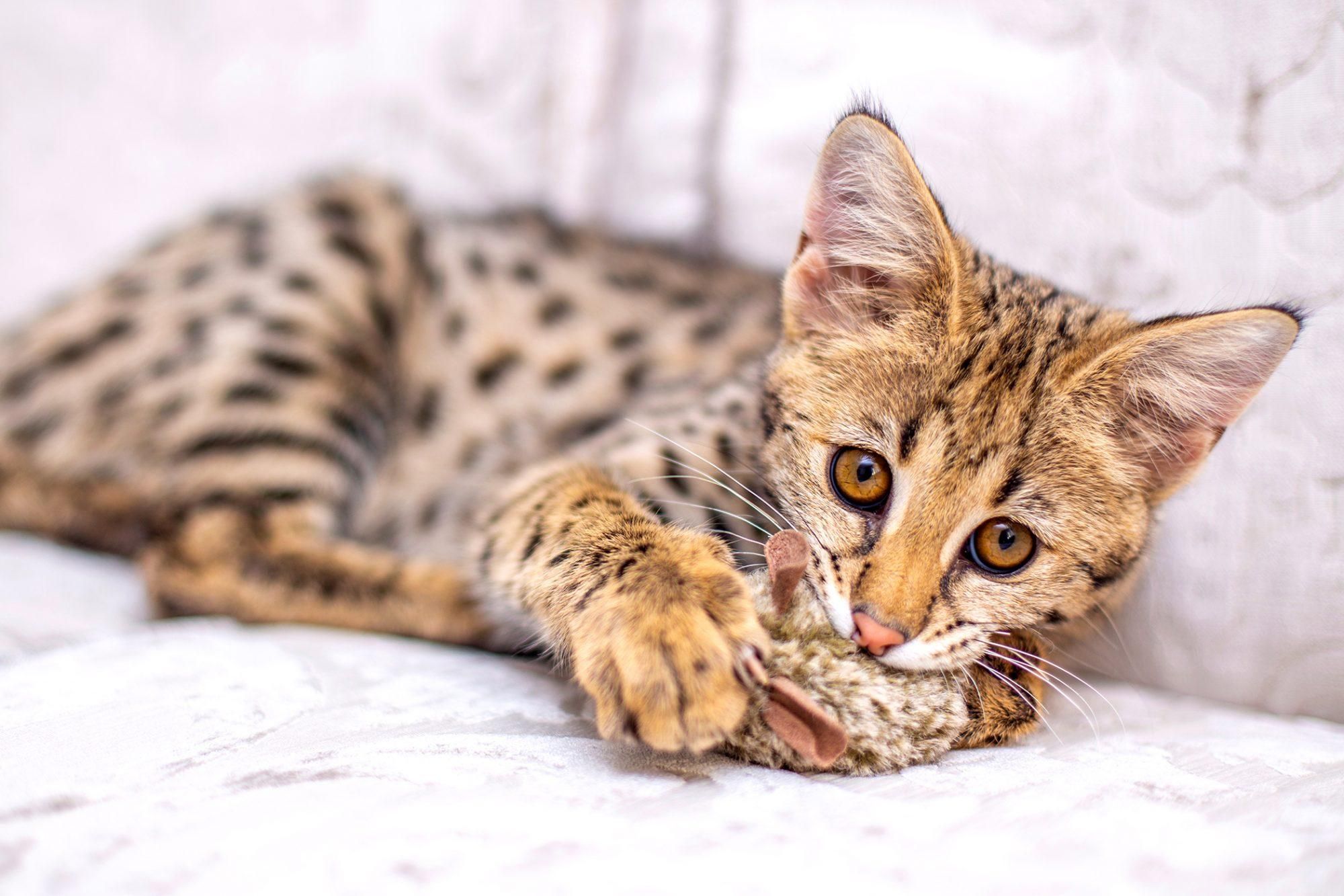 Донька дикого сервала: головне про породу кішок саванна - Pets