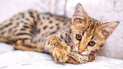 Дочь дикого сервала: главное о породе кошек саванна