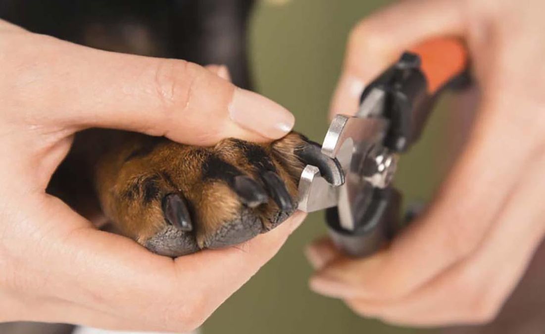 Без скавчань і опору: австралійка поділилася лайфхаком як підстригти