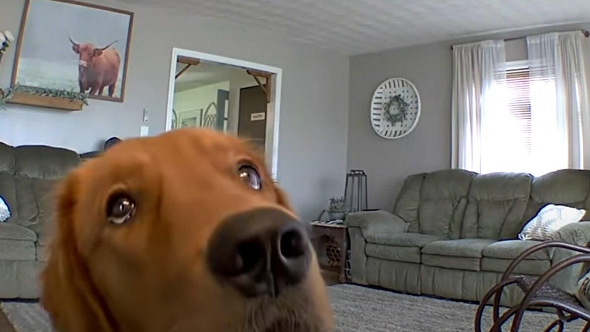 Золотистий ретривер побачив приховану камеру: кумедна реакція собаки підкорює мережу - Pets