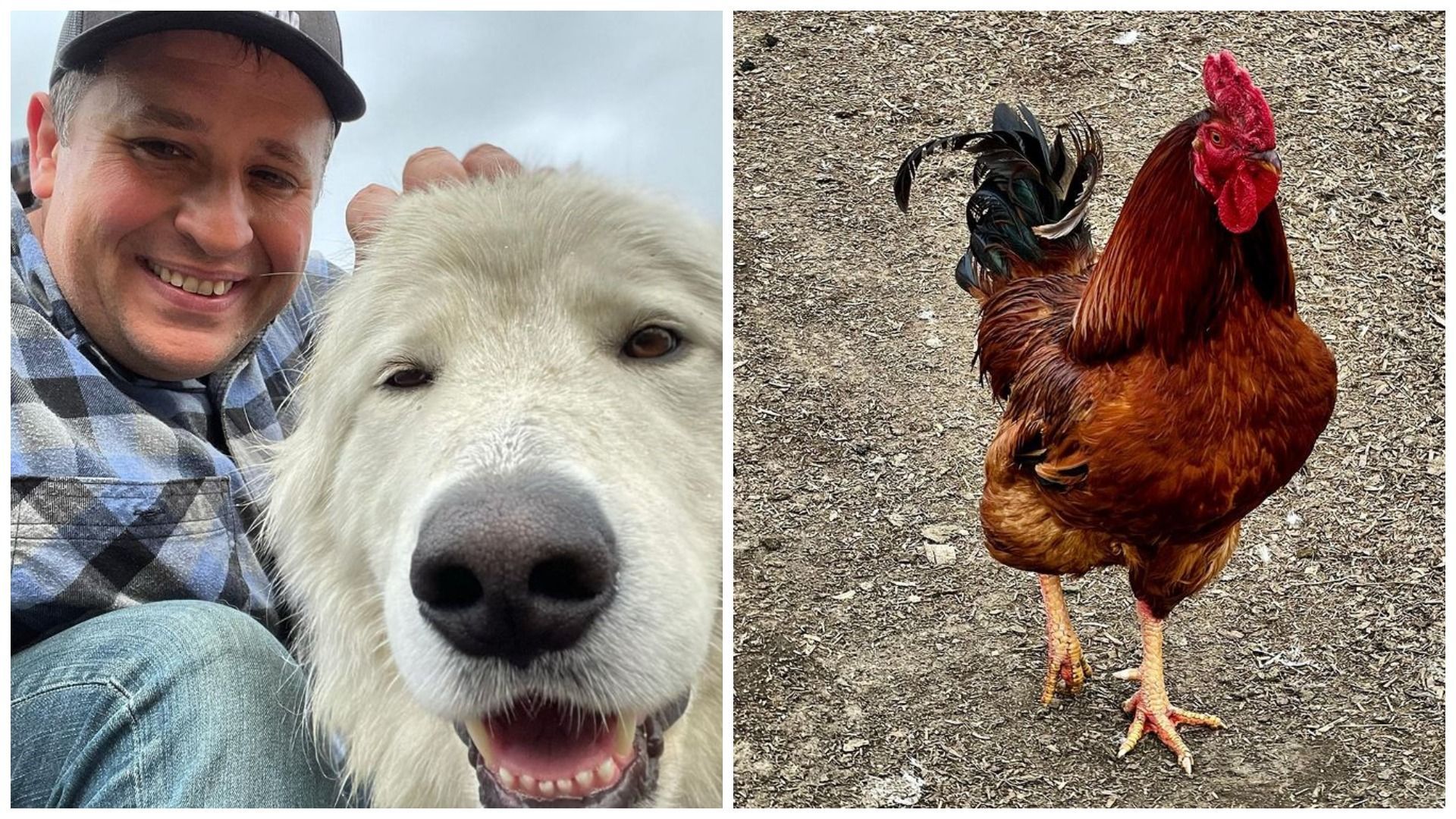 Світ очима птиць і тварин: американець знімає кумедні ролики, закріпивши камеру на жителів ферми - Pets Світ очима птиць і тварин: американець знімає кумедні ролики, закріпивши камеру на жителів ферми - Pets