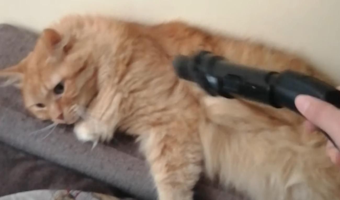 Кот обожает, когда его пылесосят: видео дня - Pets