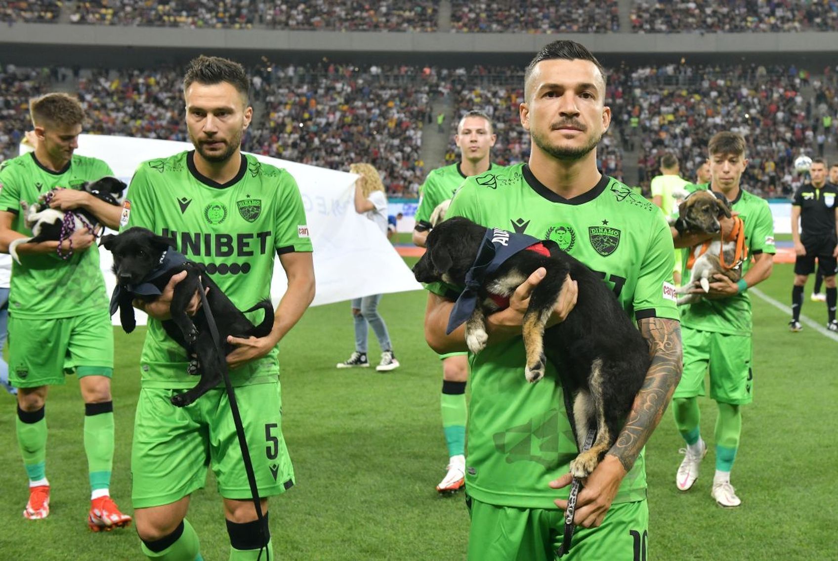 Футболисты в Румынии вышли на матч с бездомными собаками - Pets