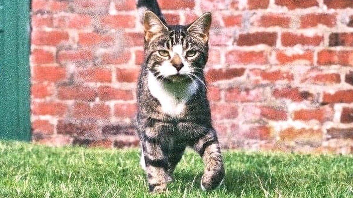 Пропавший кот встретился с владельцами через 10 лет: детали трогательной истории - Pets Пропавший кот встретился с владельцами через 10 лет: детали трогательной истории - Pets
