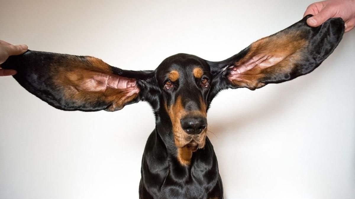 Пес потрапив до Книги рекордів Гіннеса: чим особливі вуха чотирилапого - Pets