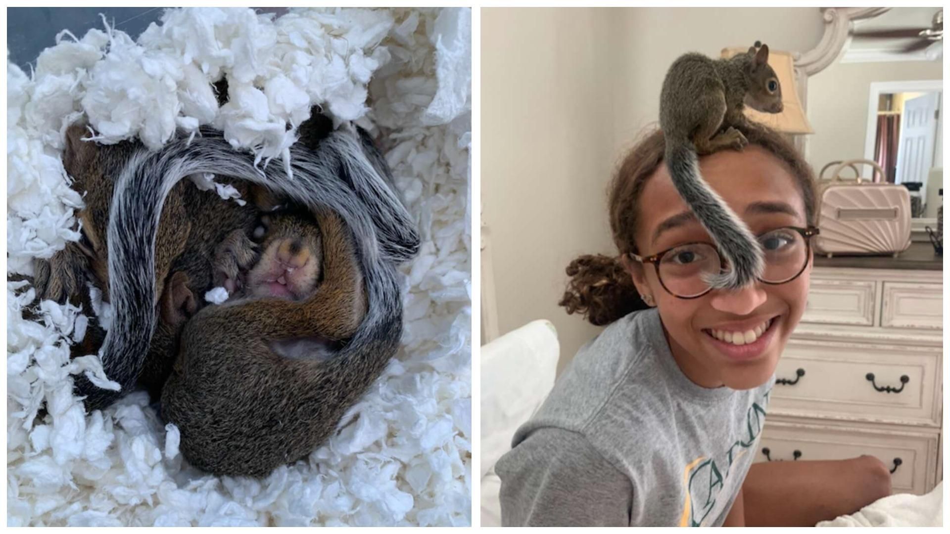 В США школьница стала мамой троих осиротевших из-за урагана бельчат В США школьница стала мамой троих осиротевших из-за урагана бельчат