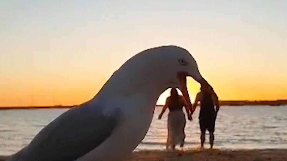 Ворвалась в кадр: бесстыжая чайка испортила романтическое видео на пляже - Pets
