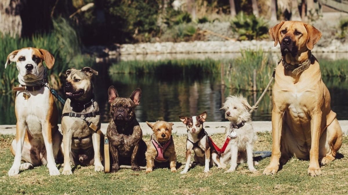 Пёс "одного хозяина" и искатель грибов: 5 самых редких пород в мире - Pets Пёс "одного хозяина" и искатель грибов: 5 самых редких пород в мире - Pets