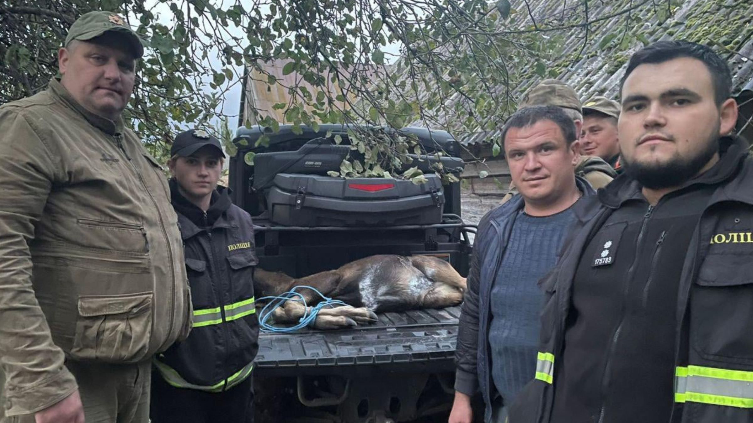 Спасение лосенка: как полиция и неравнодушные помогли раненому животному - Новости Луцка - Pets