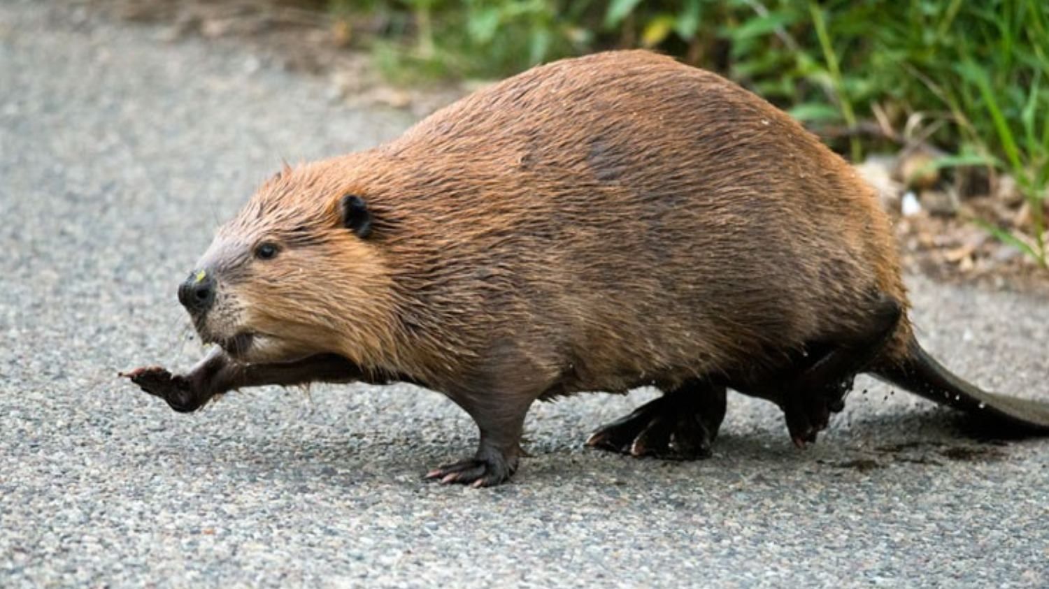 Бобер возглавил стадо коров и повел их за собой: курьезное видео от фермеров - Pets Бобер возглавил стадо коров и повел их за собой: курьезное видео от фермеров - Pets