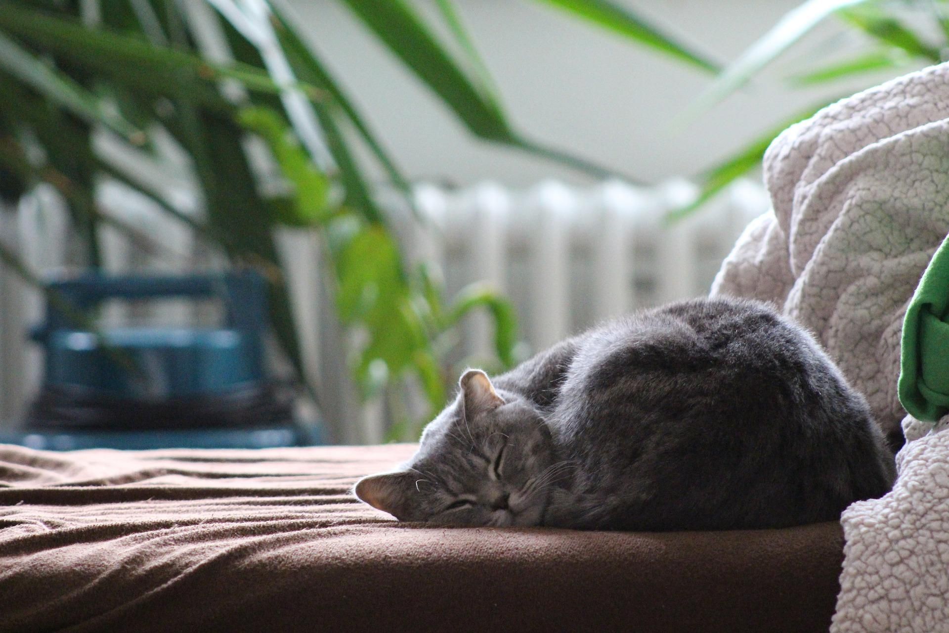Котів не заспокоюють речі, які пахнуть господарем, – нове дослідження - Pets