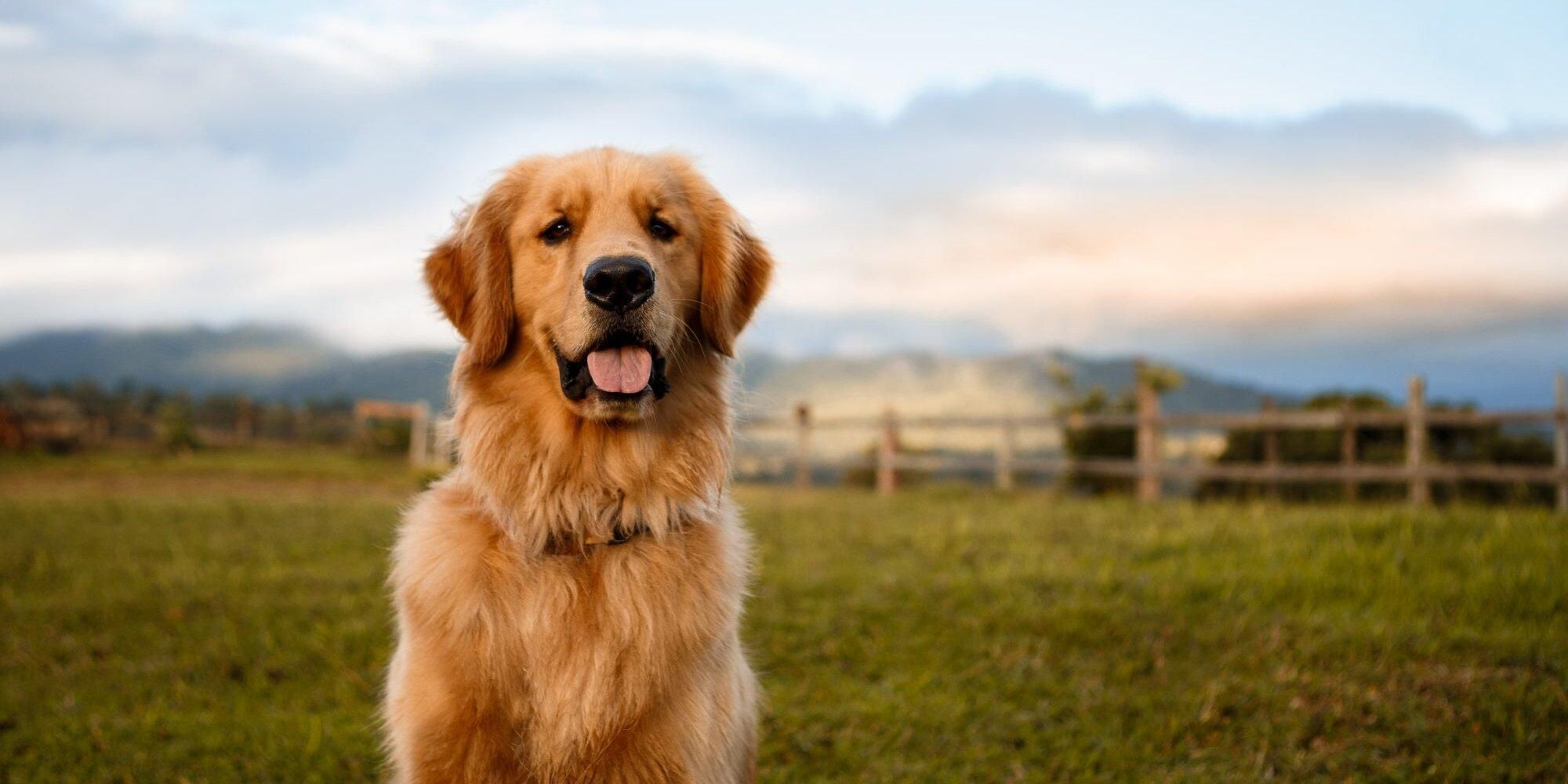 Як зробити життя собаки здоровішим та щасливішим: 5 дієвих методів - Pets