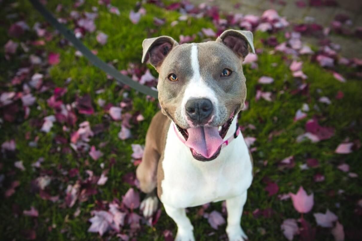 Почему важно выгуливать собаку на поводке в общественных местах - Pets Почему важно выгуливать собаку на поводке в общественных местах - Pets