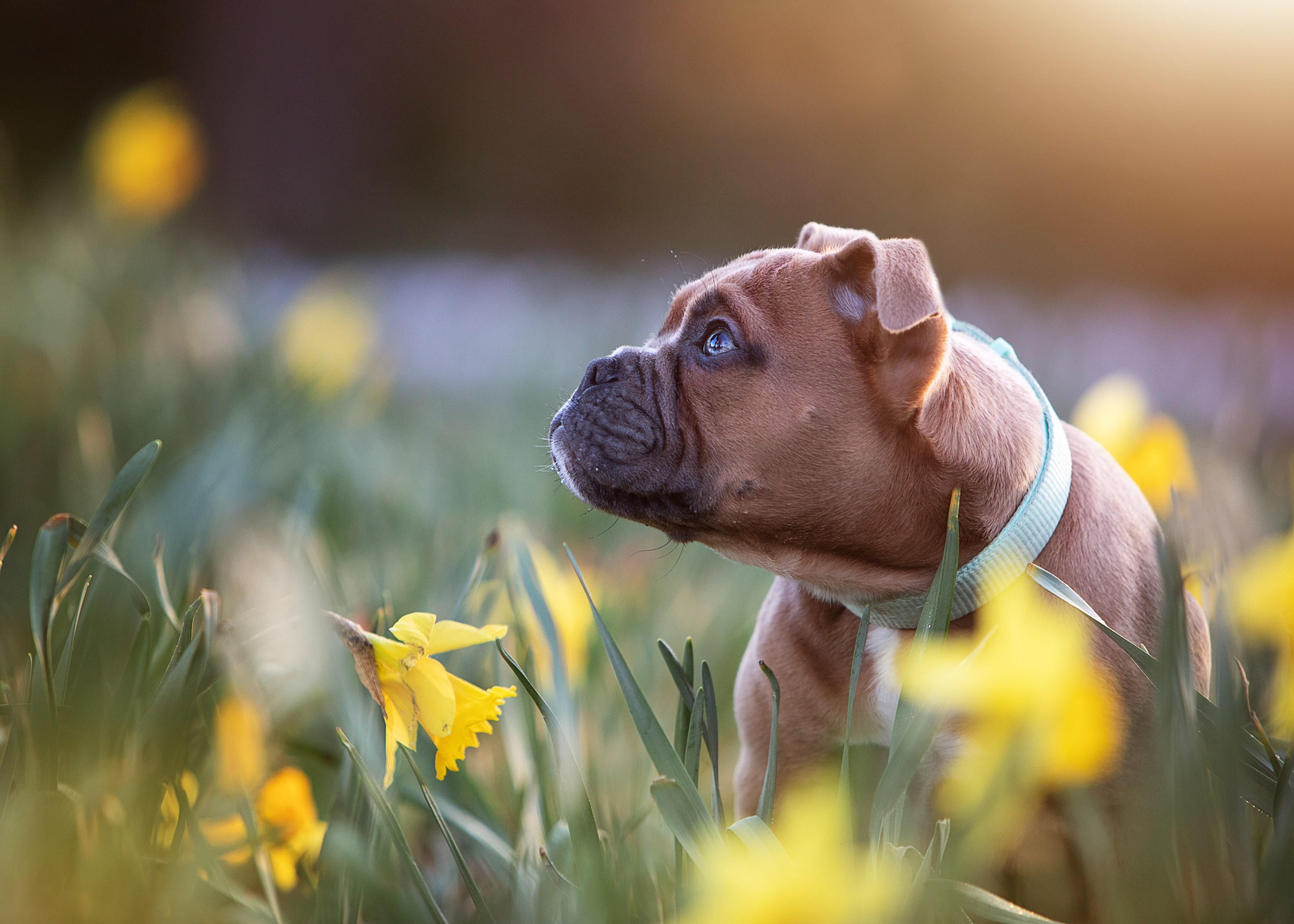 Сором’язливе цуценя намагається знайти собі друзів – зворушливе відео - Pets Сором’язливе цуценя намагається знайти собі друзів – зворушливе відео - Pets