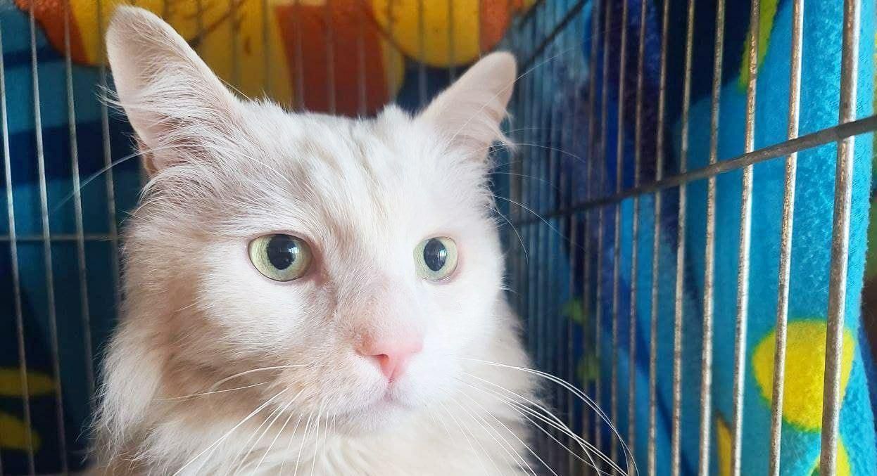 Киевляне усыновили 133 кошки на выставке беспородных животных: трогательные фото - Pets