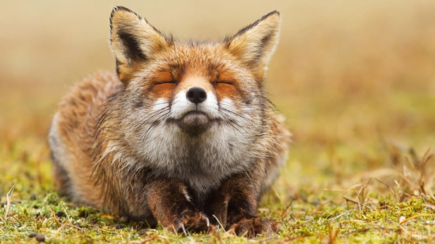 Без болю та страху: фотограф робить вражаючі кадри диких лисиць, які насолоджуються життям - Pets