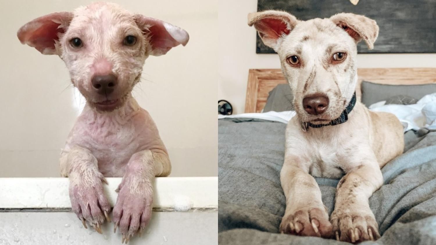 Не довіряв людям та ховався у пральні: як жінка врятувала цуценя, яке трусилося на дорозі - Pets Не довіряв людям та ховався у пральні: як жінка врятувала цуценя, яке трусилося на дорозі - Pets