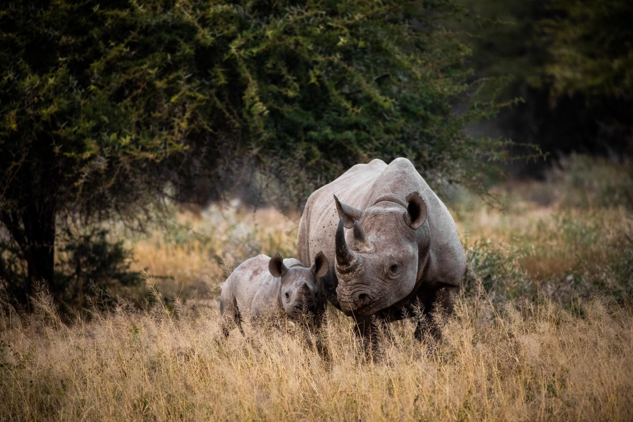 Всесвітній день носорога: історії гігантів, які мають лише одного ворога - Pets