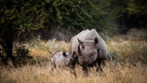 Всемирный день носорога: истории гигантов, которые имеют только одного врага