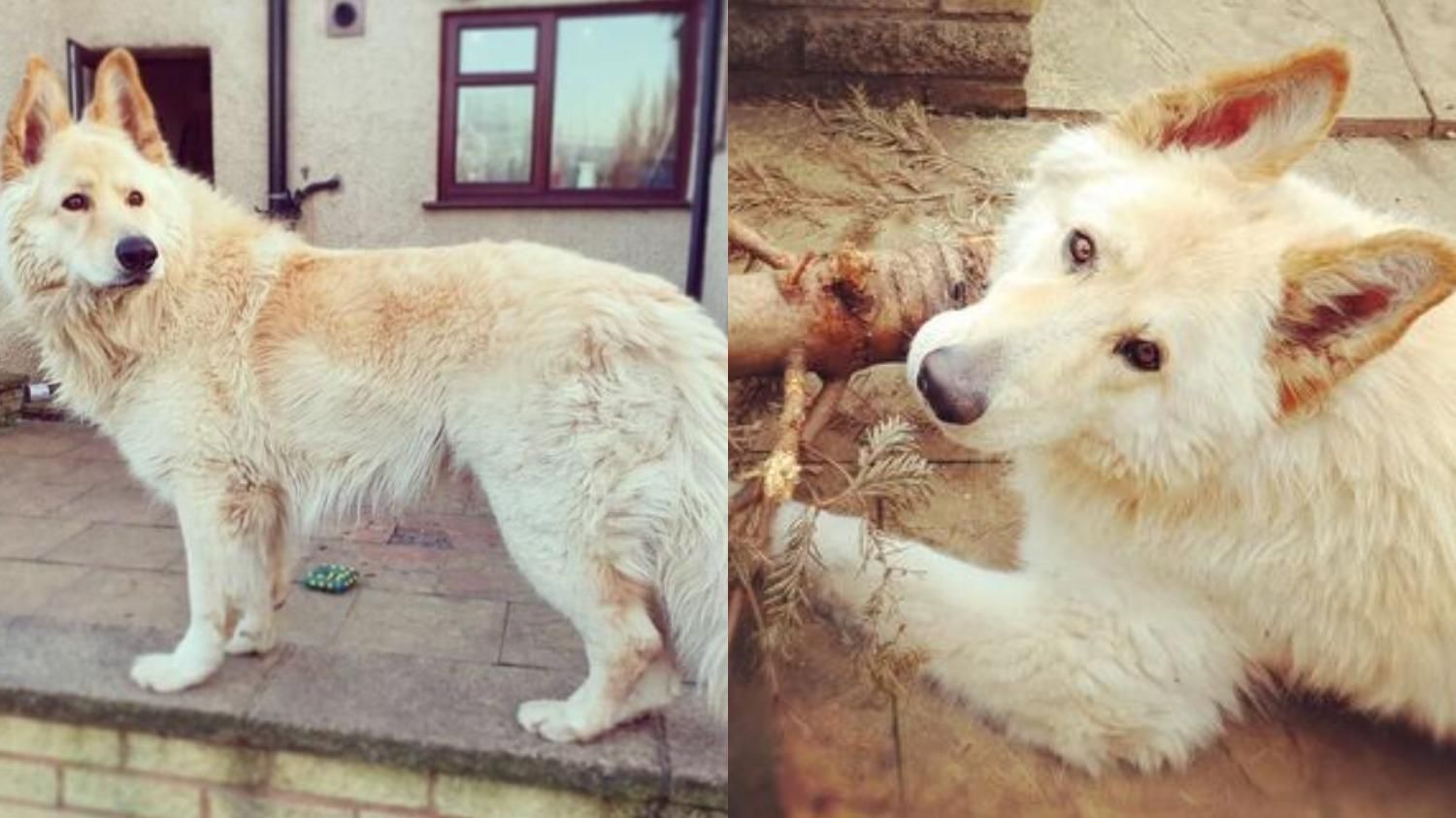 "Мы обязаны ей своей жизнью": как собака спасла хозяев из пожара - Pets "Мы обязаны ей своей жизнью": как собака спасла хозяев из пожара - Pets