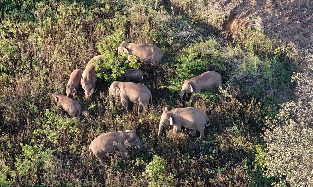 Столовая слонов: в Китае создали "фудкорт" для кочующих животных Столовая слонов: в Китае создали "фудкорт" для кочующих животных