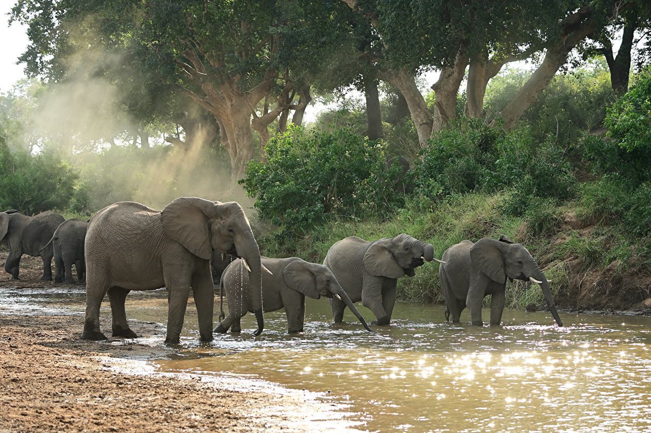 Общаются вибрациями и "никогда не забывают": неожиданные факты о слонах в день их защиты - Pets