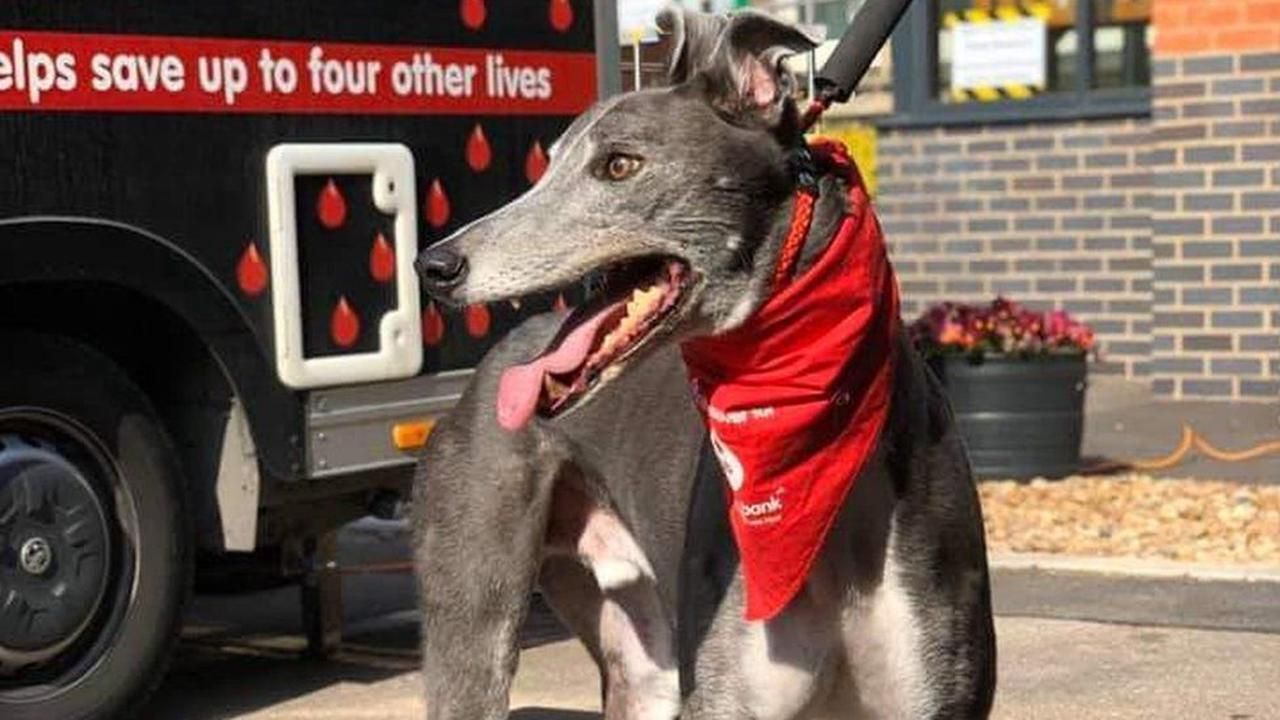Настоящий герой: как за 6 лет пес смог спасти 88 животных - Pets Настоящий герой: как за 6 лет пес смог спасти 88 животных - Pets