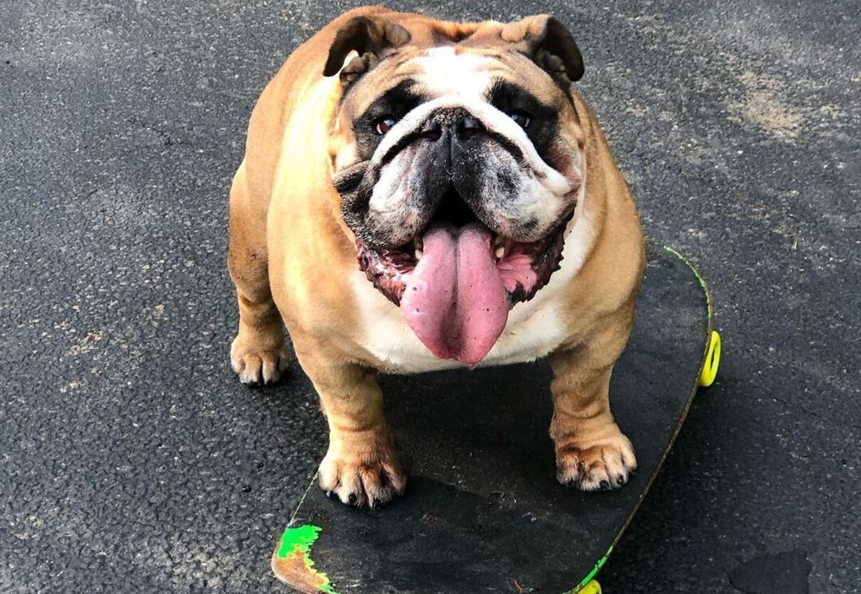 Бульдог стал звездой соцсетей, мастерски катаясь на скейтборде - Pets Бульдог стал звездой соцсетей, мастерски катаясь на скейтборде - Pets