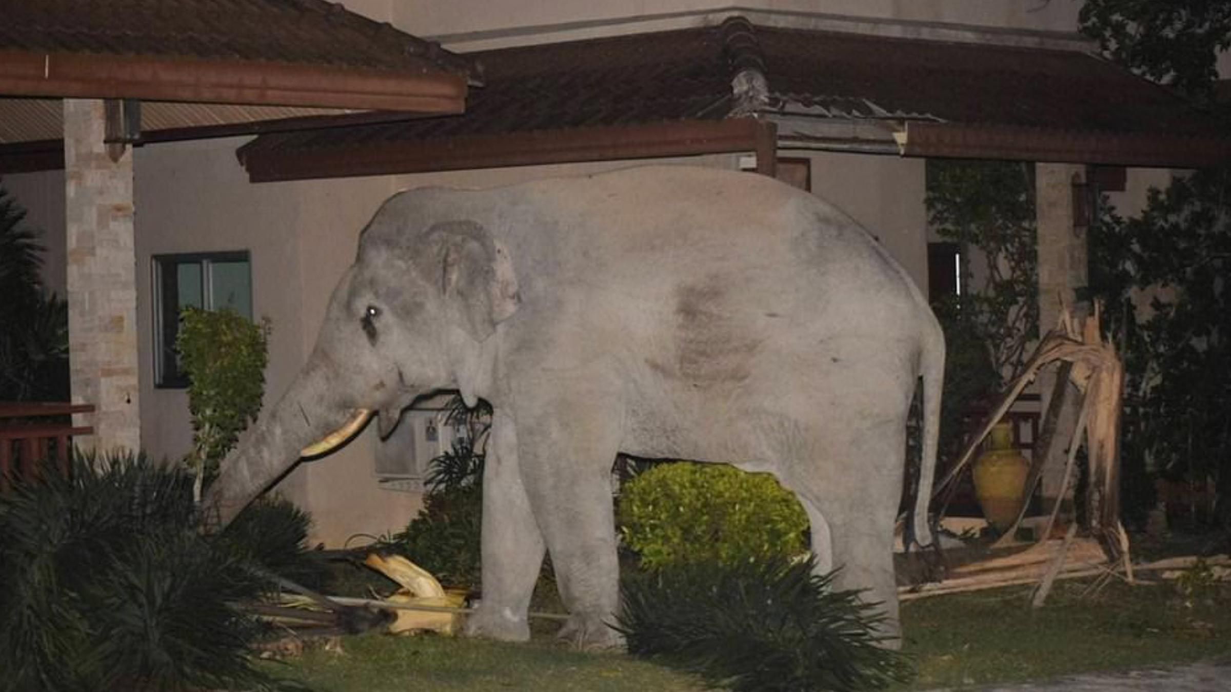 Уничтожал здание и ломал деревья: как кот прогнал слона, который разрушал двор дома - Pets