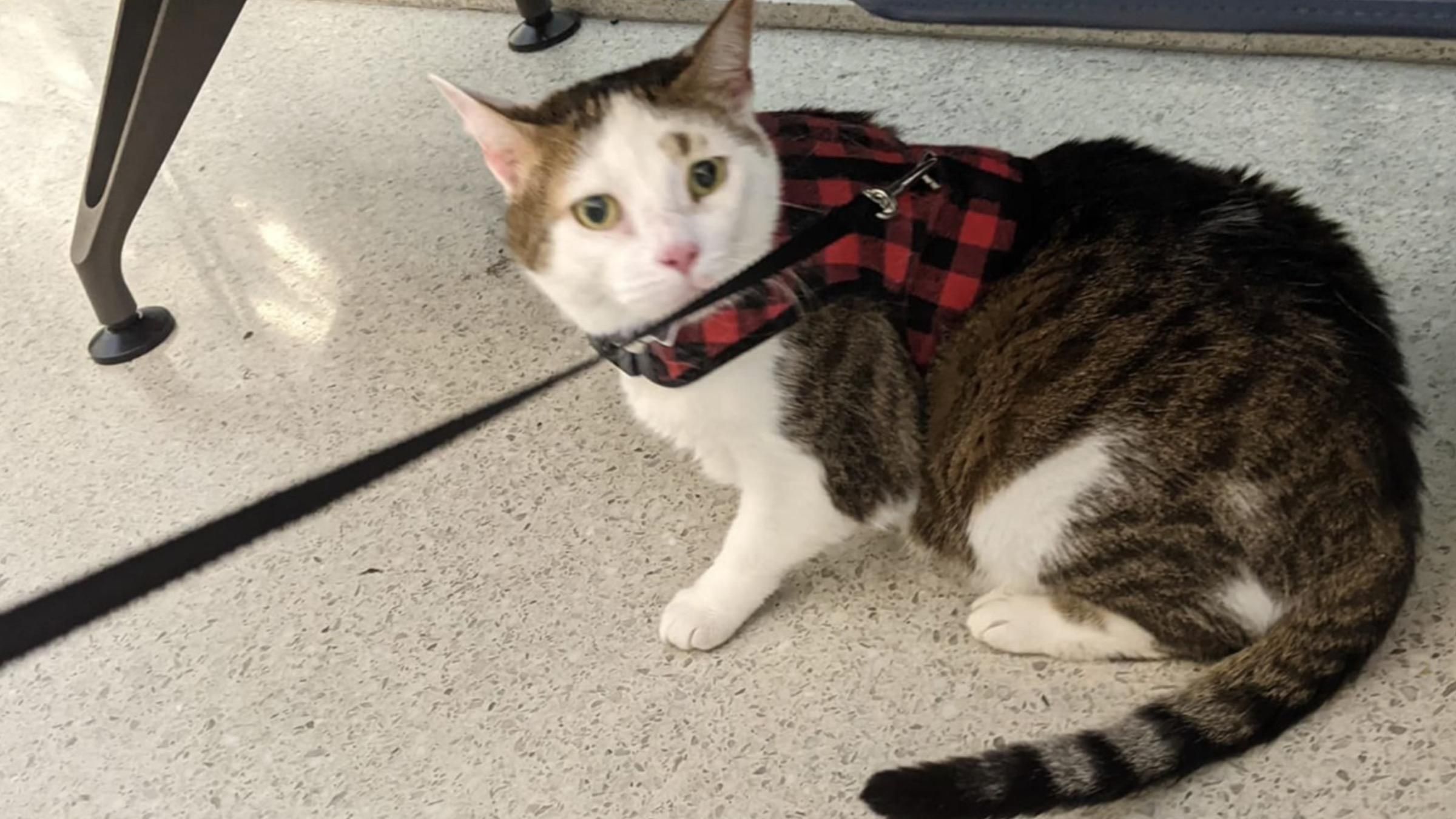 Кот убежал с рейса и 3 недели жил на взлетно-посадочной полосе: как искали четвероногого - Pets Кот убежал с рейса и 3 недели жил на взлетно-посадочной полосе: как искали четвероногого - Pets