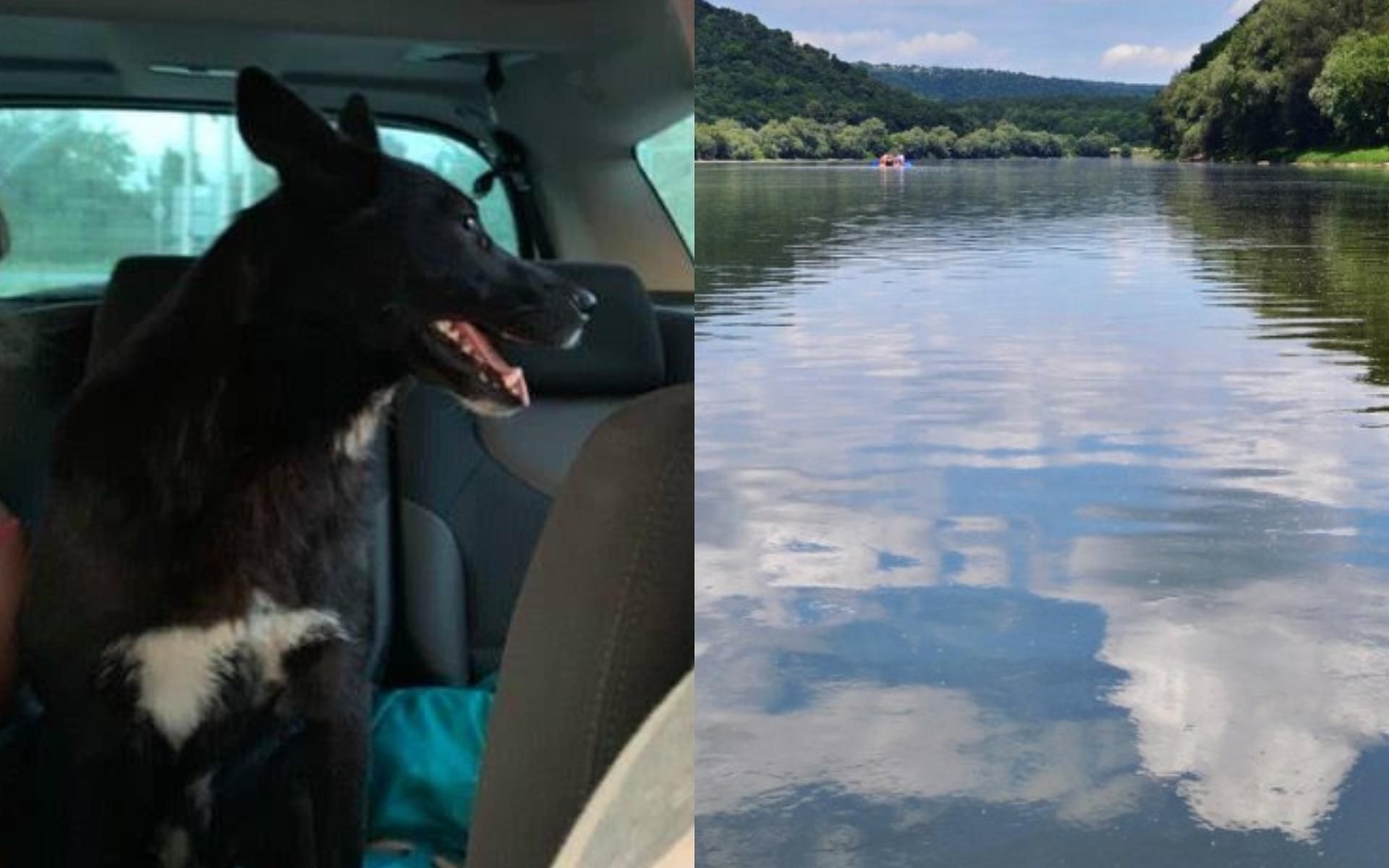 В поисках хозяина: отчаянная собака проплыла 10 километров по реке Днестр