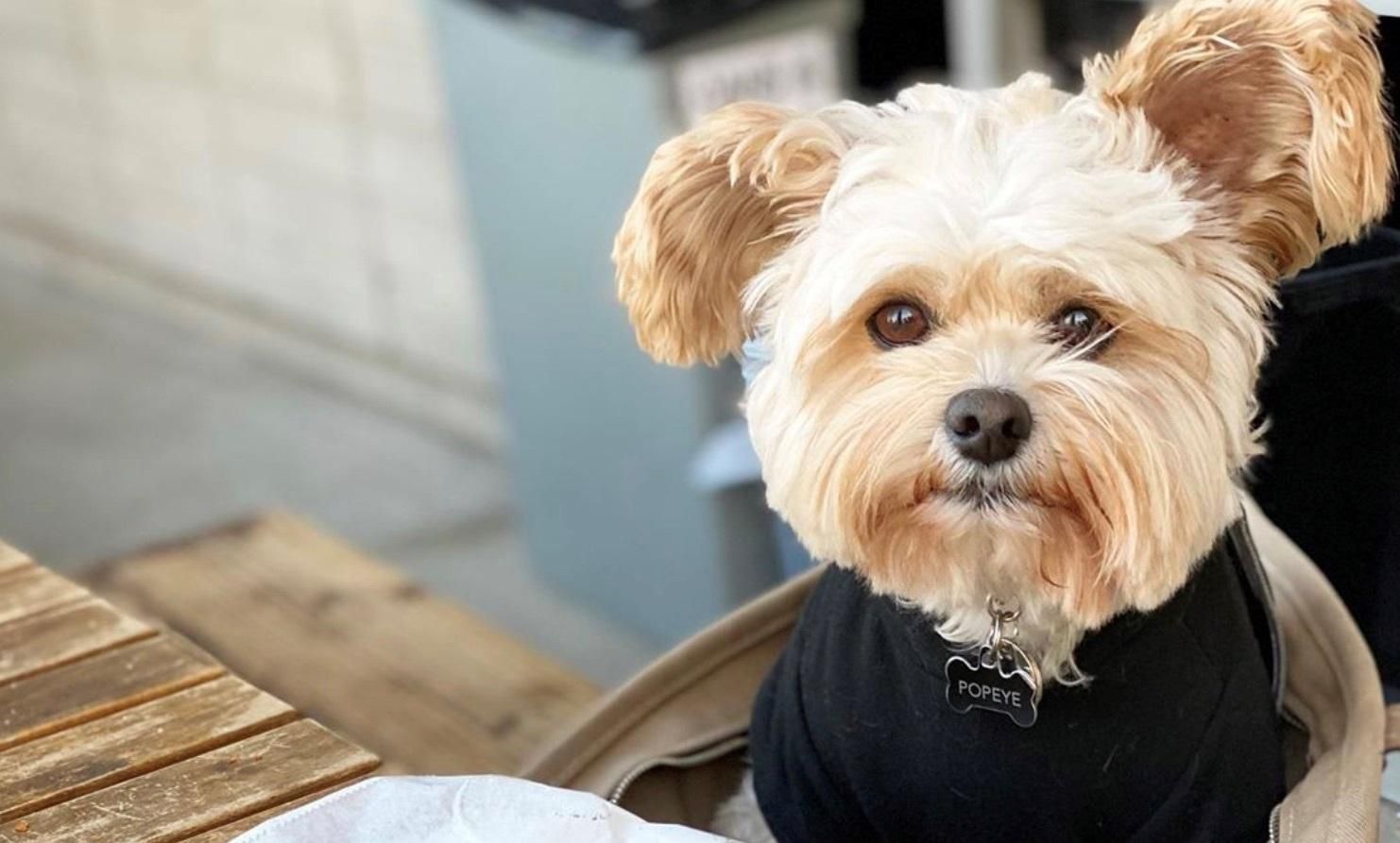 Жил на улице, а теперь имеет полмиллиона подписчиков: история собаки-фудблогера - Pets Жил на улице, а теперь имеет полмиллиона подписчиков: история собаки-фудблогера - Pets