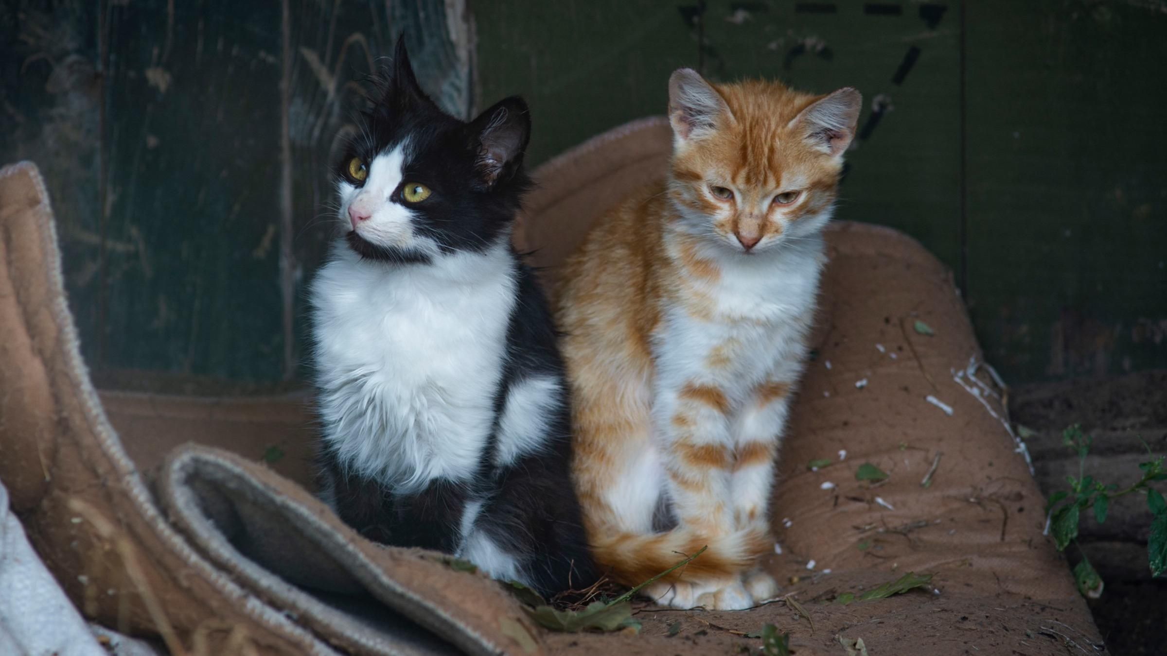 Военные показали своих питомцев с передовой: трогательные фото - Pets Военные показали своих питомцев с передовой: трогательные фото - Pets