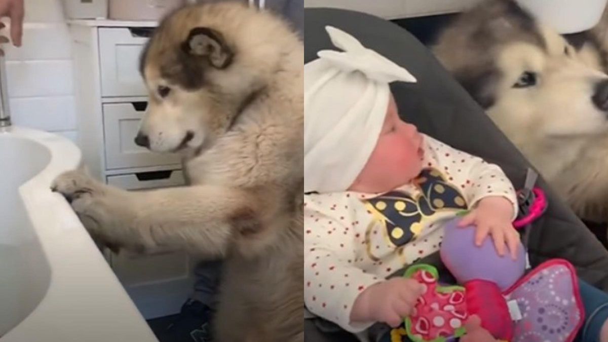 Как семья пыталась уговорить гигантского пса искупаться: курьезное видео - Pets Как семья пыталась уговорить гигантского пса искупаться: курьезное видео - Pets
