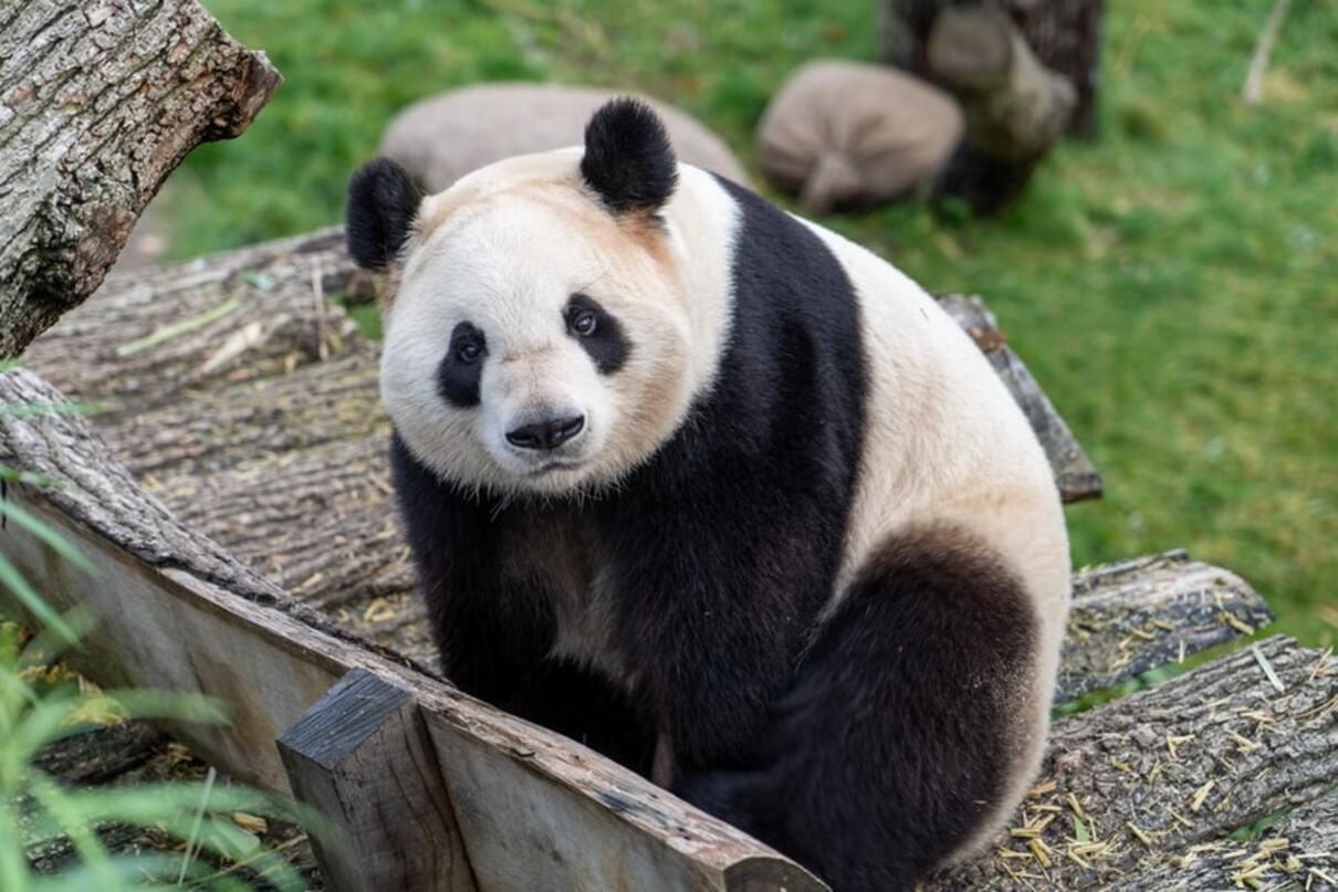 Панды плохо размножаются в идеальной среде обитания - Pets