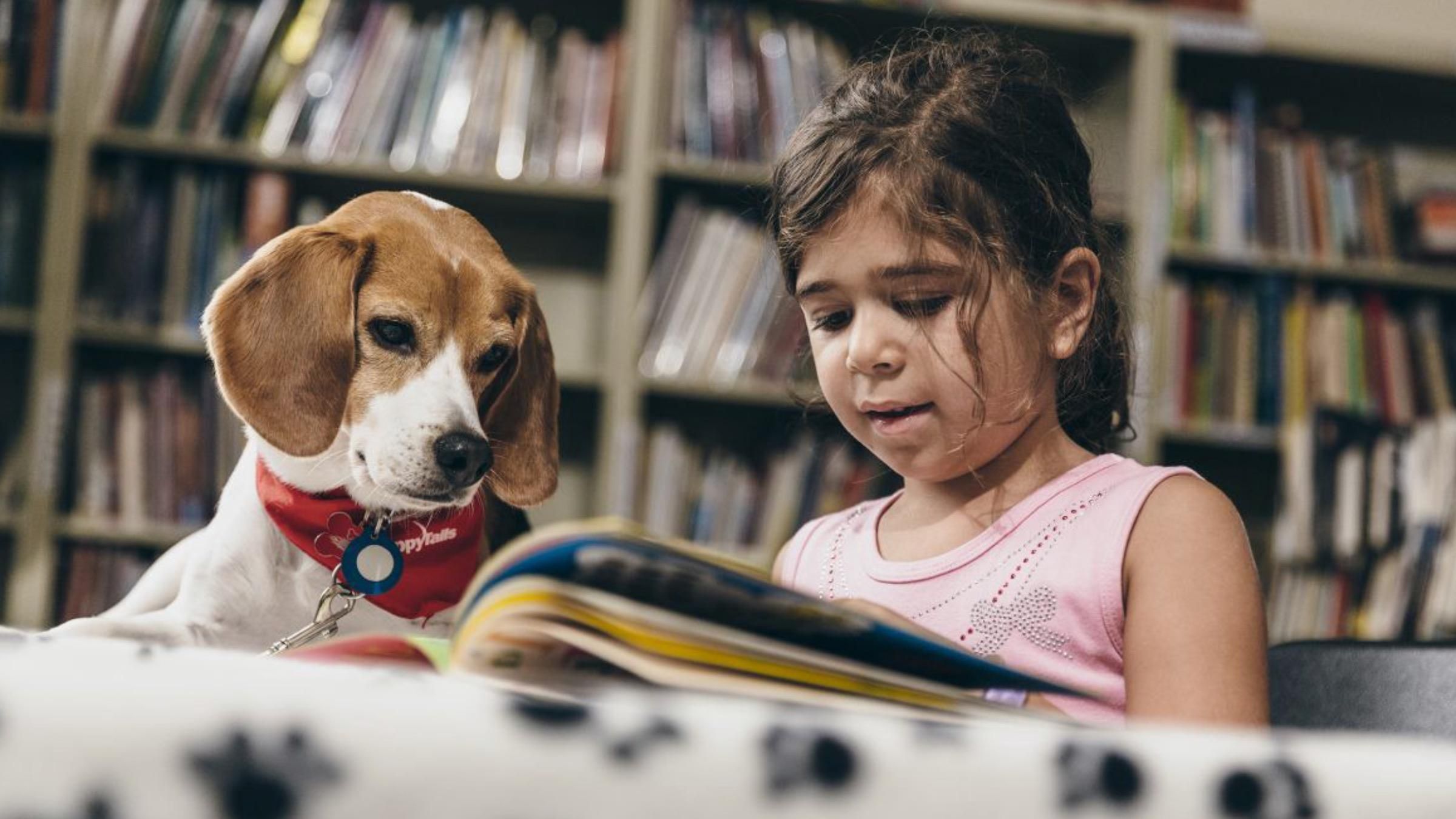 Чим корисні собаки-терапевти: як чотирилапі допомагають дітям навчитися читати - Pets
