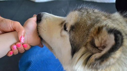 Собаки можуть допомагати лікувати людей: у чому особливості каністерапії