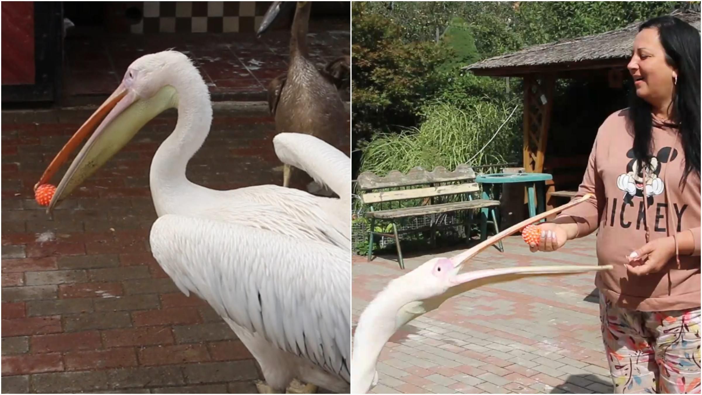 Розуміє людей та жонглює: у Вінниці живе незвичайний пелікан Патрік - Pets
